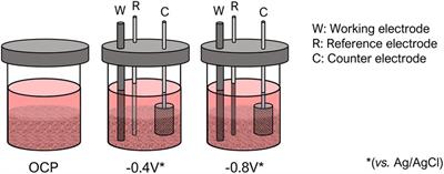 Fluid-like cathode enhances valuable biomass production from brewery wastewater in purple phototrophic bacteria